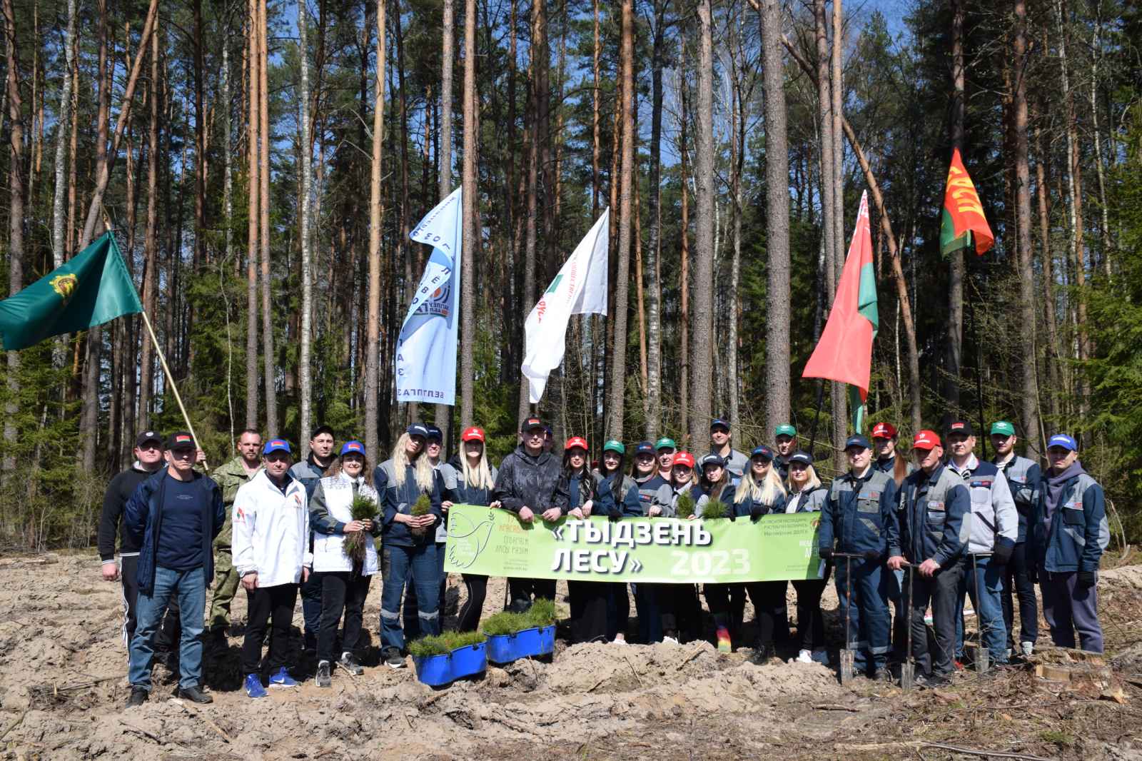 Добровольная  акция   «Неделя леса» продолжается в  Белыничском лесхозе.