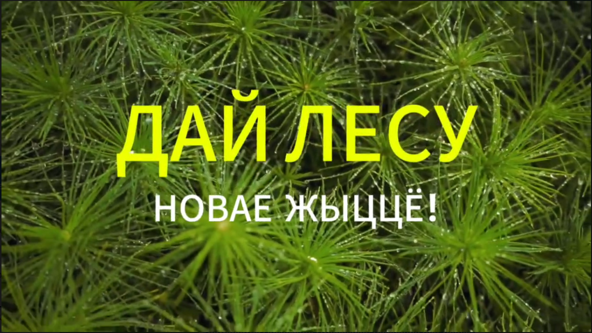 Акция 'Дай лесу новае жыццё!' 