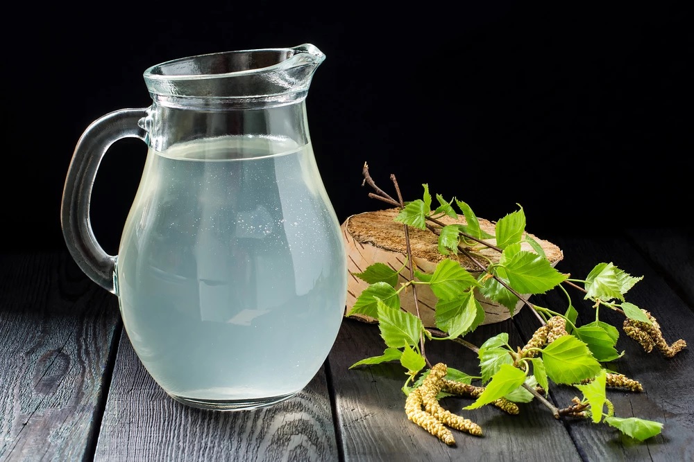 Информация по заготовке берёзового сока