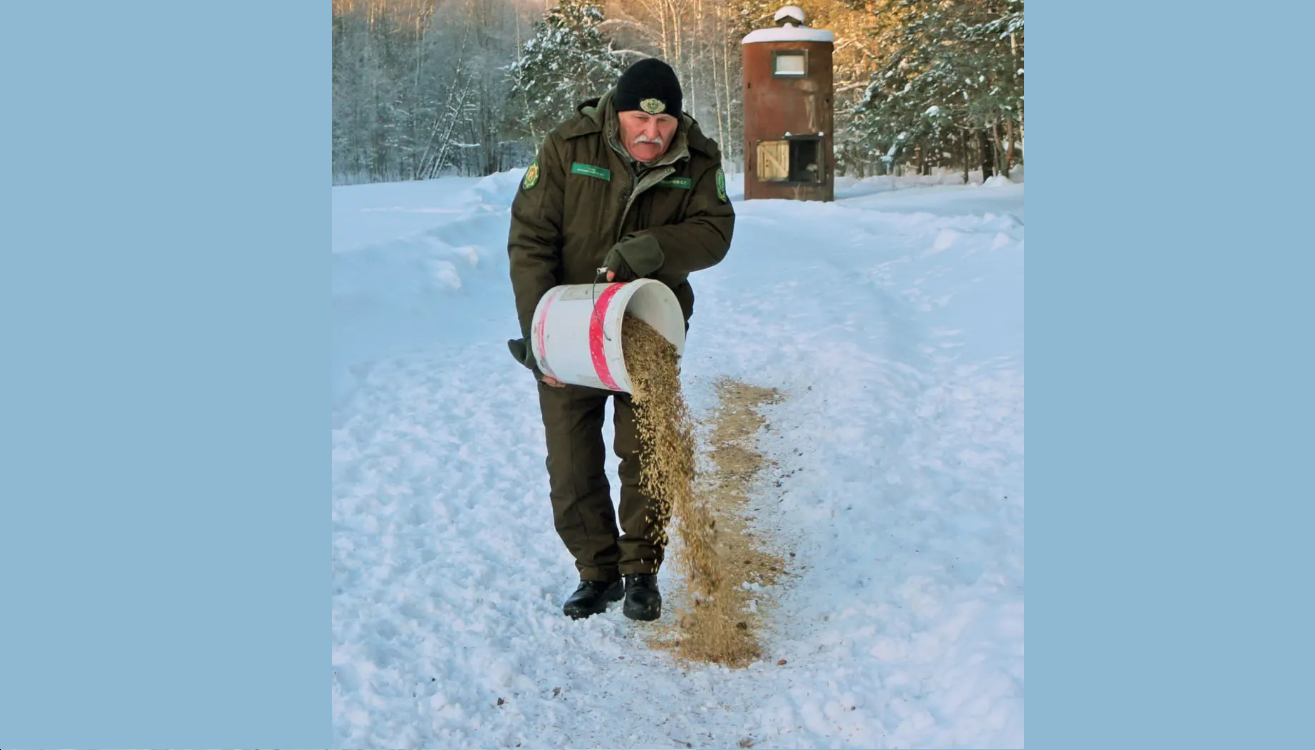 Как егеря Белыничского лесхоза помогают диким животным