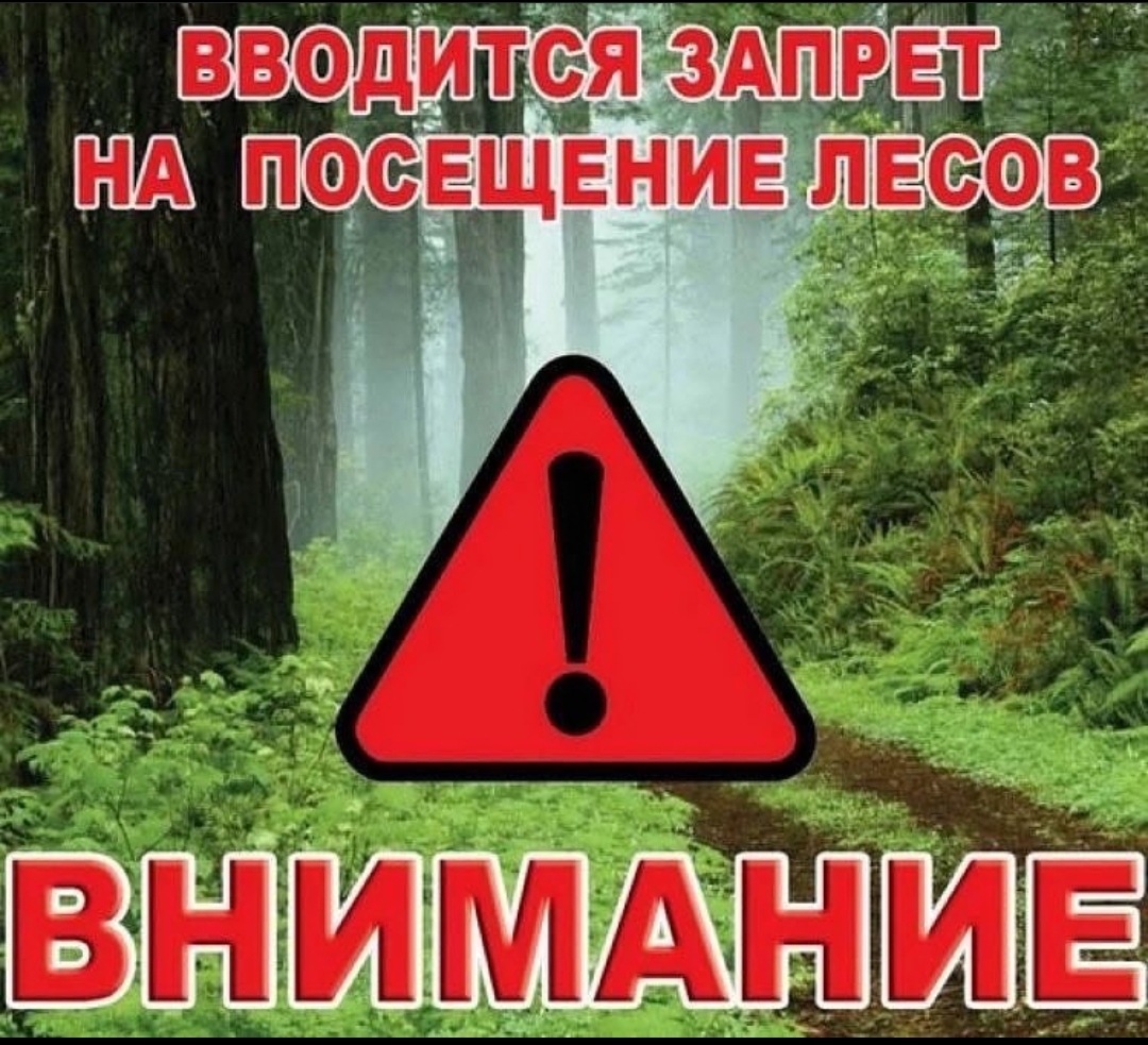 Можно ли посещать леса. Ограничение посещения лесов. Посещение лесов запрещено. Запрет на посещение лесов. Запрещено посещать лес.