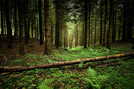 О правилах лесопользования